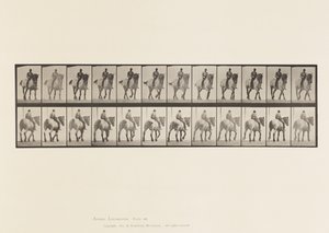 Tafel 578. Gehend; Ohne Sattel; Dunkelgraues Belgisches Pferd Dusel von Eadweard Muybridge