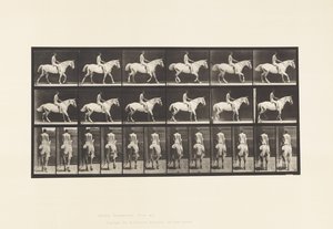Tafel 582. Gehend; Sattel; Reiter, 43, Nackt; Hellgraues Pferd Smith von Eadweard Muybridge