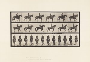 Tafel 584. Gehen; Sattel; Unregelmäßig; Braune Stute Beauty, 1885 von Eadweard Muybridge
