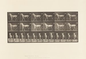 Gehen; Sulky; Hellgraue Stute, Katydid von Eadweard Muybridge