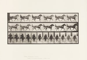 Tafel 594. Schaukelgang (Passgang): Sulky; Braunes Pferd Pronto von Eadweard Muybridge