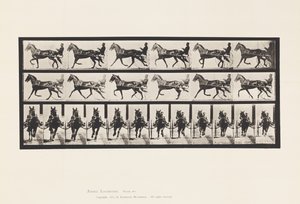 Tafel 595. Schaukelnd (Passgang): Sulky; Braunes Pferd Pronto von Eadweard Muybridge
