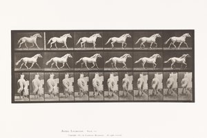 Tafel 596. Trabend; Frei; Hellgraues Pferd Eagle von Eadweard Muybridge