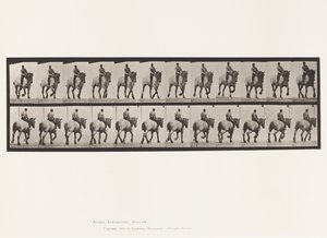 Tafel 599. Trabend; Ohne Sattel; Dunkelgrauer Dusel von Eadweard Muybridge