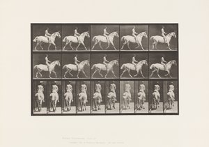 Tafel 603. Trabend; Sattel; Reiten, 43, Breit, Hellgraues Pferd Smith von Eadweard Muybridge