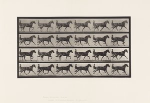 Tafel 608. Trabend; Sulky; Fuchsfarbene Stute Flode Holden von Eadweard Muybridge