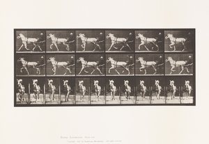 Tafel 610. Trabend; Sulky; Graue Stute, Katydid von Eadweard Muybridge