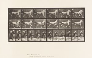 Tafel 611. Trabend; Sulky; Graue Stute Katydid von Eadweard Muybridge