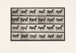 Tafel 613. Trab; Sulky; Fuchsfarbene Stute Nellie Rose von Eadweard Muybridge
