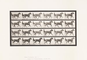 Tafel 614. Trab; Übergang zum Galopp; Fuchsfarbene Stute Flode Holden von Eadweard Muybridge