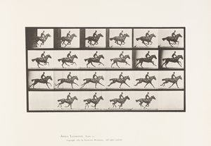 Tafel 625. Galopp; Vollblut Braunes Pferd Bouquet von Eadweard Muybridge