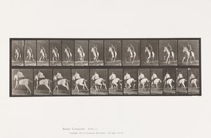 Tafel 630. Galopp; Sattel; Graue Stute Pandora von Eadweard Muybridge