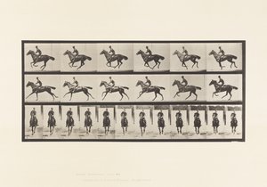Tafel 632. Galopp; Sattel; Vollblut Braunes Pferd Bouquet