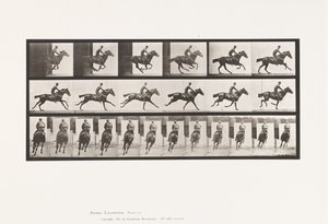 Tafel 633. Galopp; Sattel; Vollblut-Braunes Pferd Bouquet