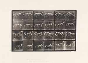 Platte 648. Über drei Pferde springen; A,B; Kastanienbraunes Pferd Hornet von Eadweard Muybridge