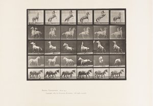 Tafel 652. A, B, C, D, E, Pferde Aufbäumend, etc. von Eadweard Muybridge