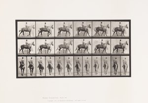 Tafel 653. Laufend; Sattel; Lahm, Rechter Vorderfuß; Pferd-Buckskin von Eadweard Muybridge