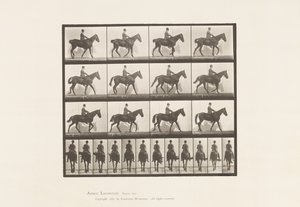 Tafel 655. Gehend; Sattel; Spat, rechtes Hinterbein; Pferd von Eadweard Muybridge
