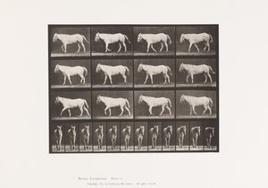 Tafel 656. Gehend; Frei; Verknöcherung des Knorpels von Eadweard Muybridge
