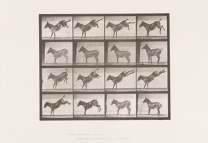Tafel 658. Maultier; A, tritt; B, tritt Ruth von Eadweard Muybridge