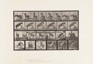 Tafel 660. Maultier; Verschiedene Darbietungen Denver von Eadweard Muybridge