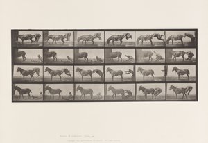 Tafel 663. Maultier; A, B, Ein Widerspenstiges Tier Denver von Eadweard Muybridge