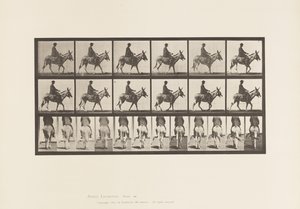Tafel 667. Esel; Gehend; Sattel; Ein Junge reitend, Zoo