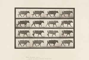 Tafel 669. Ochse; Gehende von Eadweard Muybridge