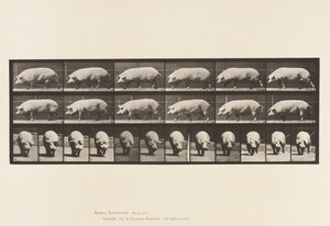 Platte 673. Sau; Gehen von Eadweard Muybridge