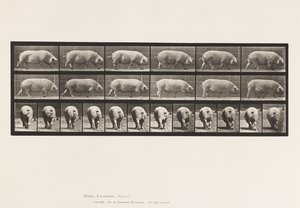 Platte 674. Sau; Gehen von Eadweard Muybridge