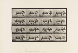 Tafel 675. Sau; Trabend von Eadweard Muybridge