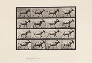 Platte 676. Ziege; Gehen von Eadweard Muybridge