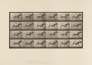 Tafel 679. Ziege; Galoppierend von Eadweard Muybridge