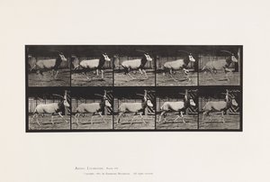 Tafel 680. Oryx; Galoppierend von Eadweard Muybridge