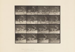 Platte 682. Damhirsch; Bock; A, Traben; B, Galoppieren