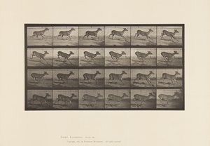Platte 683. Virginia-Hirsch; (Ohne Geweih); Bock; Galoppieren