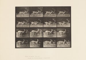 Platte 684. Damhirsch; A, Bock und Hirschkuh; B, Zwei Hirschkühe; Traben