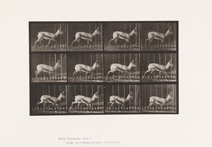 Tafel 697. Antilope; Traben