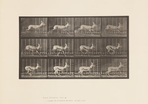 Tafel 698. Antilope; Galoppierend