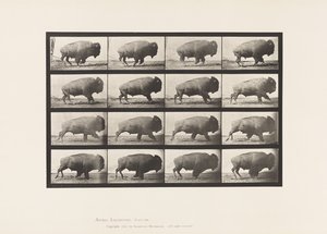 Platte 700. Büffel; Galoppieren von Eadweard Muybridge