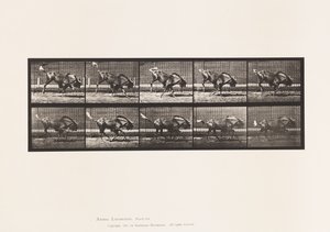 Tafel 702. Gnu; Bockend und galoppierend von Eadweard Muybridge