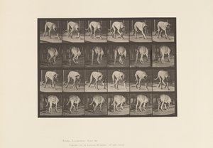 Tafel 704. Hund; Laufend; Mastiff von Eadweard Muybridge