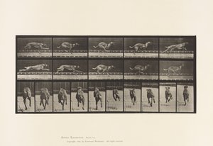 Tafel 708. Hund; Galoppierend; Brauner Rennhund von Eadweard Muybridge
