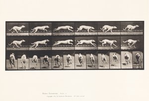Platte 709. Hund; Galoppieren; Weißer Rennhund Maggie von Eadweard Muybridge