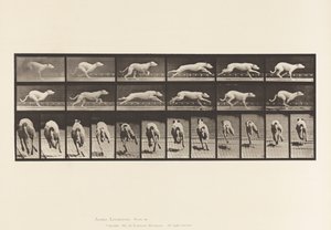 Tafel 710. Hund; Galoppierend; Weißer Rennhund Maggie von Eadweard Muybridge