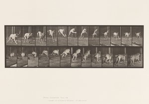 Platte 712. Hund; Hürde springen; Mastiff, Dread von Eadweard Muybridge