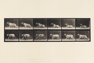 Tafel 714. Hund; Durch einen Torpedo erregt; Mastiff-Smith von Eadweard Muybridge