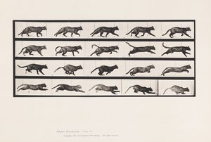 Tafel 717. Katze; Trabend; Wechsel zu Galoppierend von Eadweard Muybridge