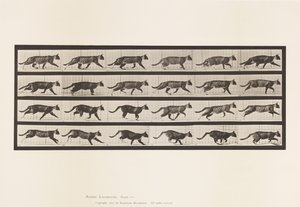Tafel 718. Katze; Traben; Wechsel zum Galoppieren