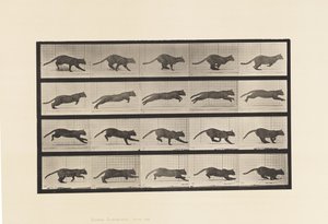 Tafel 719. Katze; Galoppierend